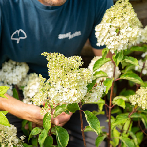 Simegarden Hydrangea paniculata angels blush
