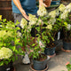 Simegarden Hydrangea paniculata angels blush