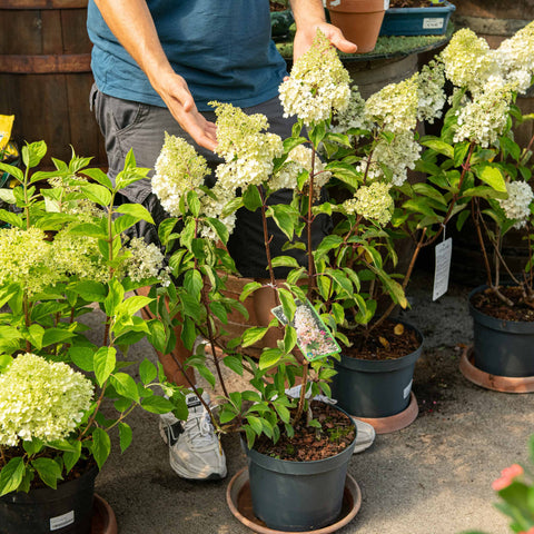 Simegarden Hydrangea paniculata angels blush
