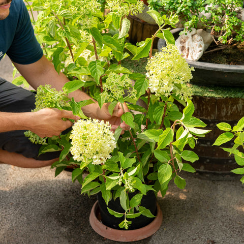 Simegarden Hydrangea paniculata limelight