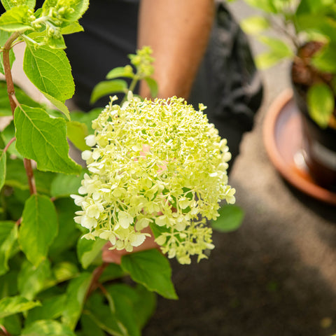 Simegarden Hydrangea paniculata limelight