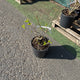 Simegarden Hydrangea paniculata limelight 24 cm