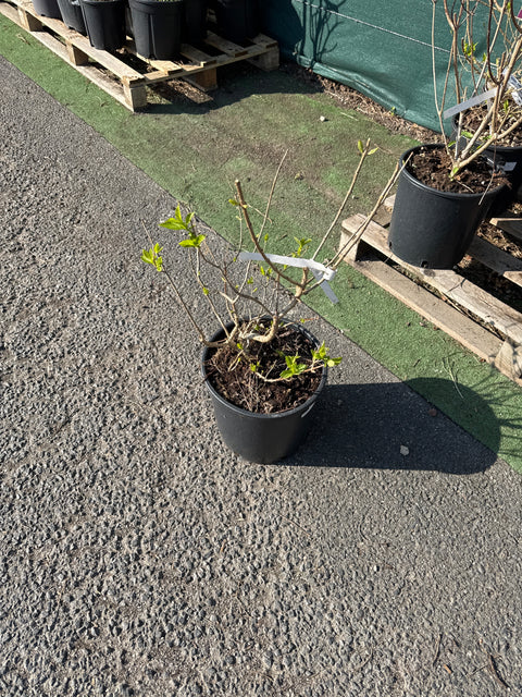 Simegarden Hydrangea paniculata limelight 24 cm