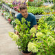 Simegarden Hydrangea paniculata limelight 26 cm