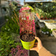 Simegarden Hydrangea paniculata "Red Light" 17 cm / Rosa