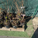 Simegarden Hydrangea paniculata vanille fraise 24 cm