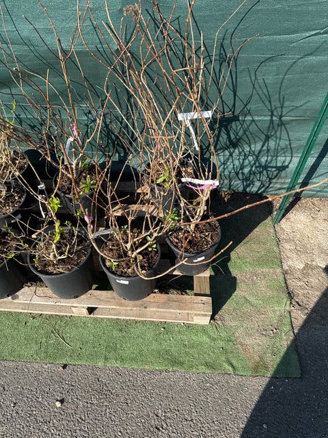 Simegarden Hydrangea paniculata vanille fraise 24 cm