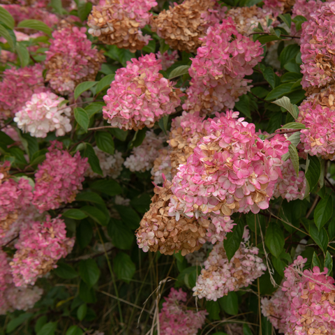 Simegarden Hydrangea paniculata vanille fraise 24 cm