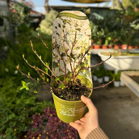 Simegarden Hydrangea "Runaway Bride" 17 cm / Bianco