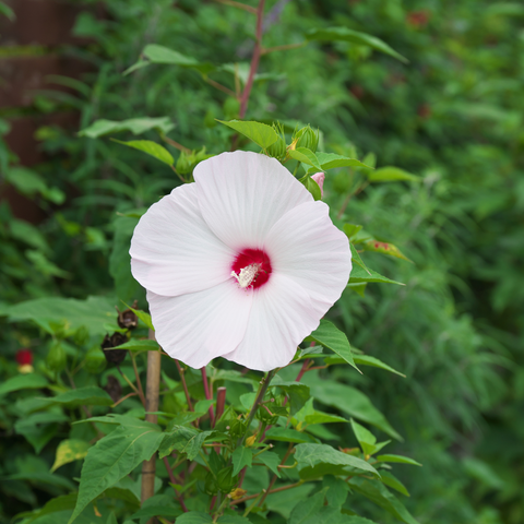 Simegarden Ibisco palustre 18 cm / Bianco