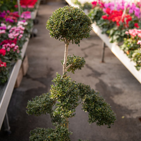 Simegarden Ilex crenata