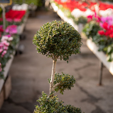 Simegarden Ilex crenata