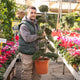 Simegarden Ilex crenata