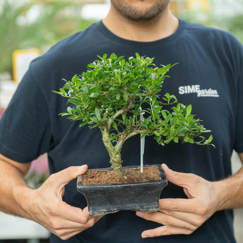 Simegarden Ilex crenata bonsai 15 cm / Blu