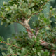 Simegarden Ilex crenata bonsai 19.5 cm