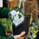 Simegarden Iris barbata misty twilight 18 cm