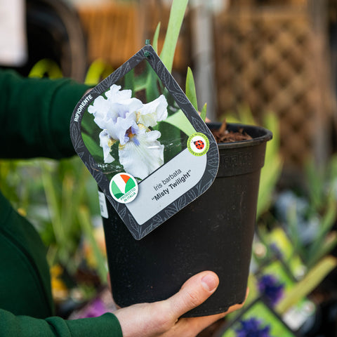Simegarden Iris barbata misty twilight 18 cm