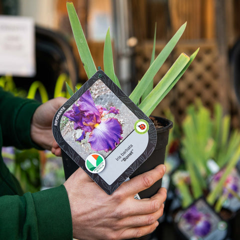 Simegarden Iris bonet 18 cm
