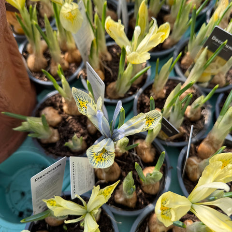 Simegarden Iris danfordiae