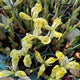 Simegarden Iris danfordiae