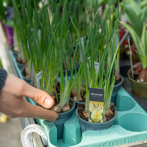 Simegarden Iris danfordiae