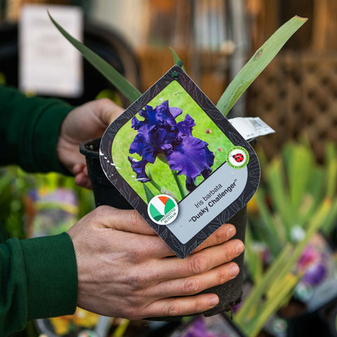 Simegarden Iris dusky challenger 18 cm