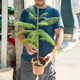 Simegarden Jacaranda mimosifolia 17 cm - pianta di 1 anno