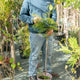 Simegarden Jacaranda mimosifolia 24 cm