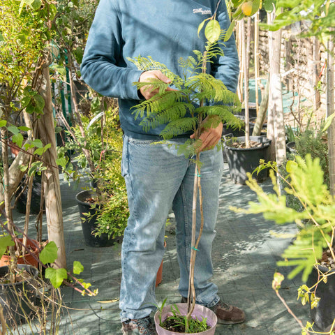 Simegarden Jacaranda mimosifolia 24 cm