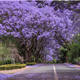 Simegarden Jacaranda mimosifolia