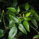 Simegarden Jasminum azoricum 17 cm