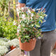 Simegarden Jasminum nitidum 25 cm