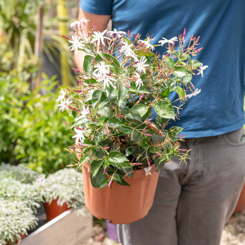 Simegarden Jasminum nitidum 25 cm