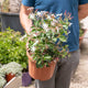 Simegarden Jasminum nitidum 25 cm