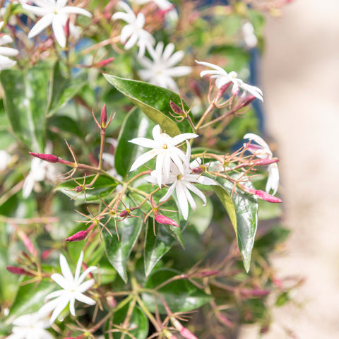 Simegarden Jasminum nitidum 25 cm