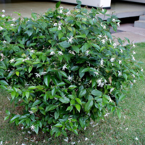 Simegarden Jasminum nitidum