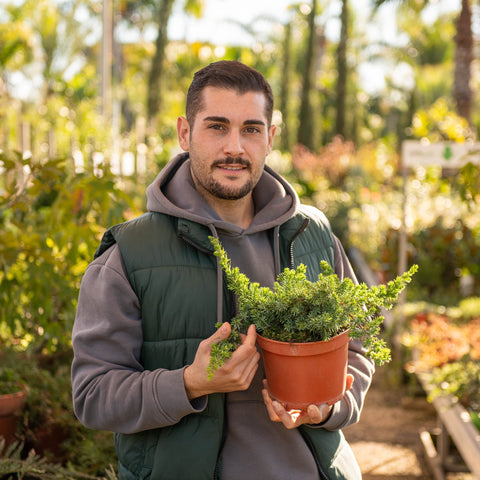 Simegarden Juniperus conferta blue pacific 18 cm