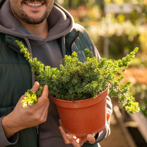 Simegarden Juniperus conferta blue pacific 18 cm