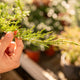 Simegarden Juniperus sabina Tamariscifolia 18 cm