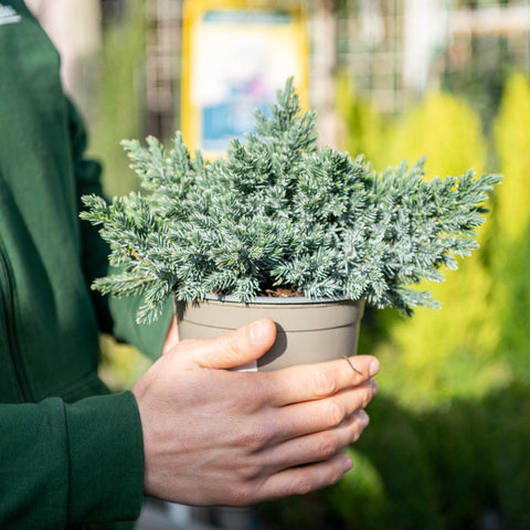 Simegarden Juniperus squamata blue star 12 cm