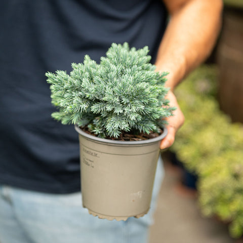 Simegarden Juniperus squamata blue star 13 cm