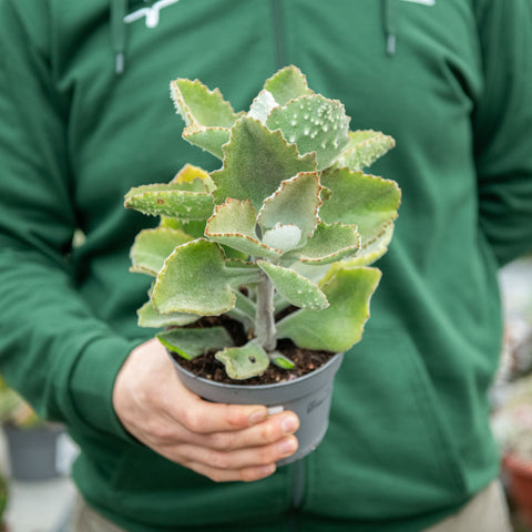 Simegarden Kalanchoe beharensis fang 12 cm