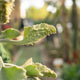 Simegarden Kalanchoe beharensis fang