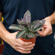 Simegarden Kalanchoe humilis 10 cm