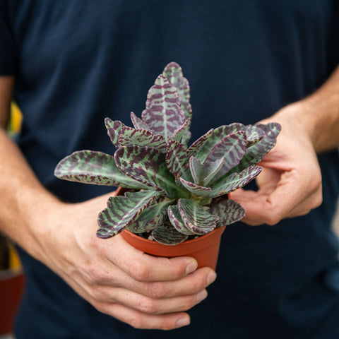 Simegarden Kalanchoe humilis 10 cm