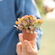 Simegarden Kalanchoe marmorata 5.5 cm