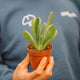 Simegarden Kalanchoe oricola
