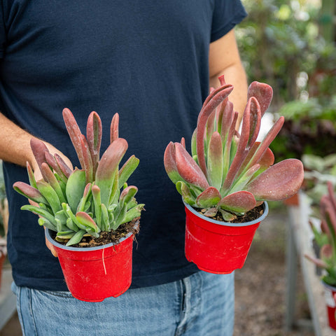 Simegarden Kalanchoe oricola 14 cm - XXL