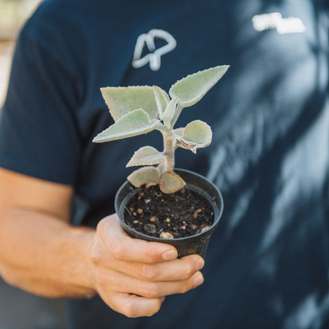 Simegarden Kalanchoe pianta grassa orecchie di elefante 10 cm