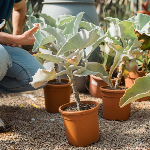 Simegarden Kalanchoe pianta grassa orecchie di elefante